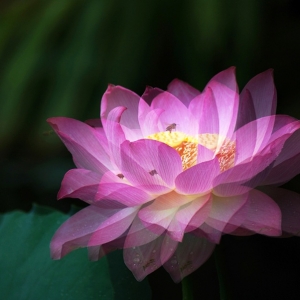 陪你一起听花开的声音